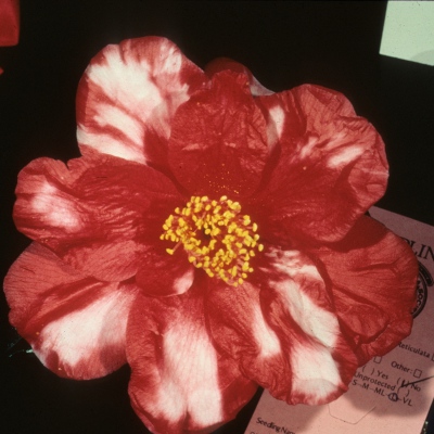 J. Stewart Howard Variegated